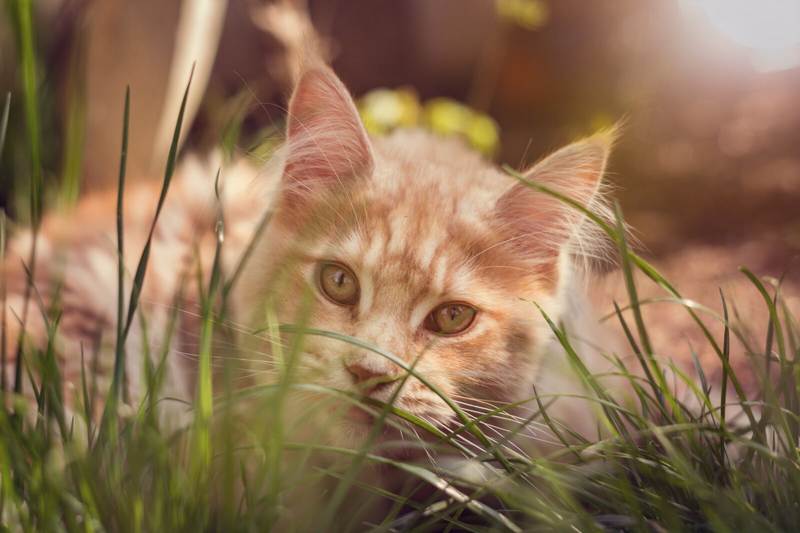 Canon EF 50mm f/1.8 sample photo. Cat, concerns, animal photography