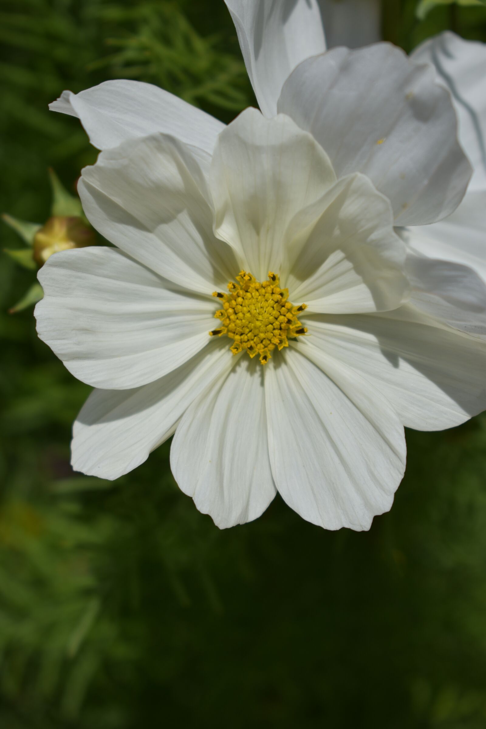 Nikon D3400 sample photo. Flower, white, white flower photography