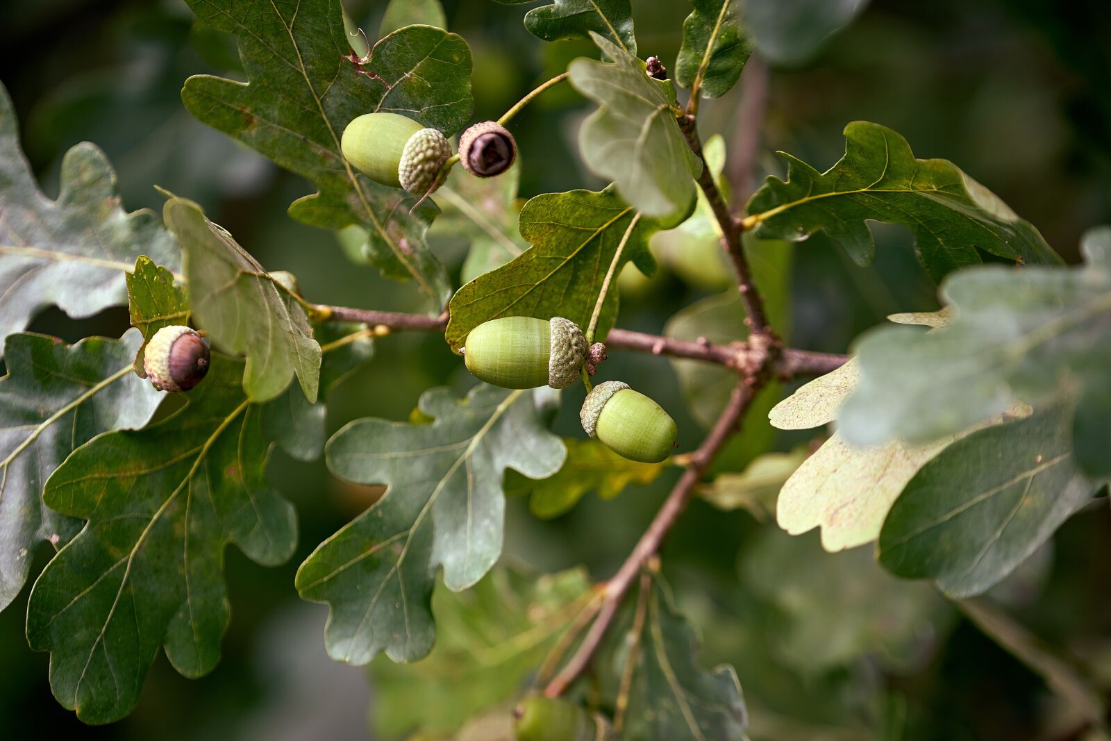 Sony FE 70-200mm F4 G OSS sample photo. Oak, acorn, nature photography