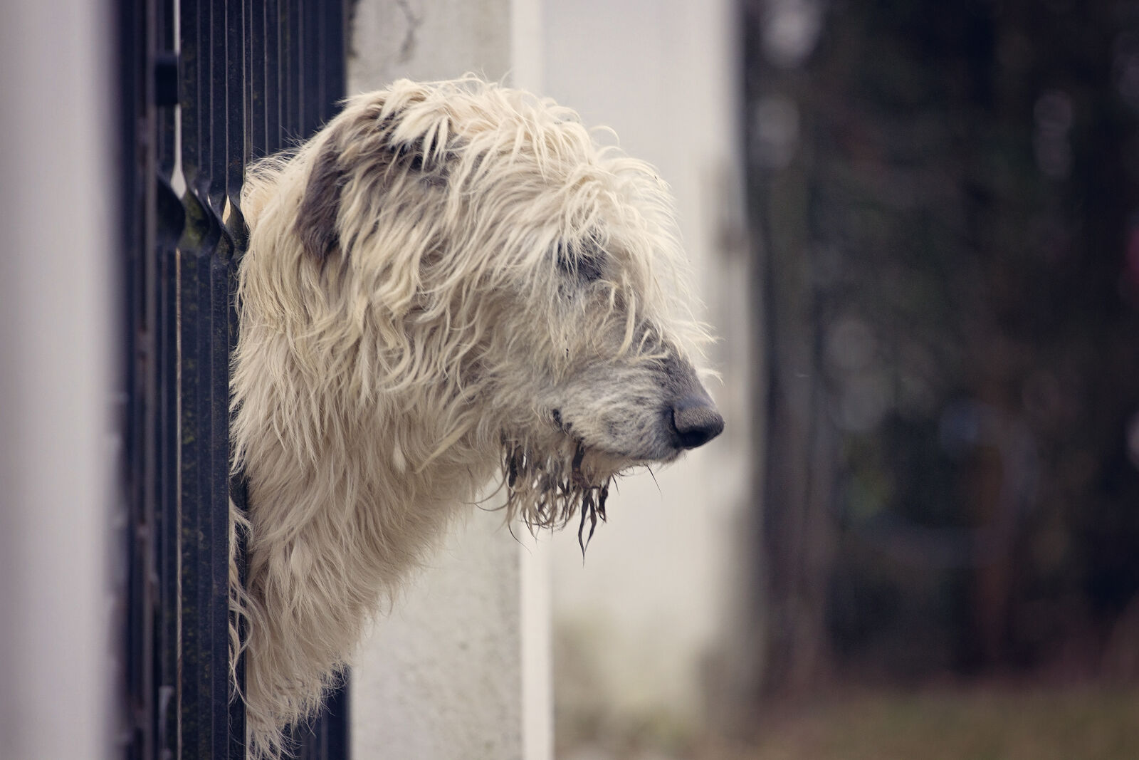Canon EF 70-200mm F4L USM sample photo. Dog photography