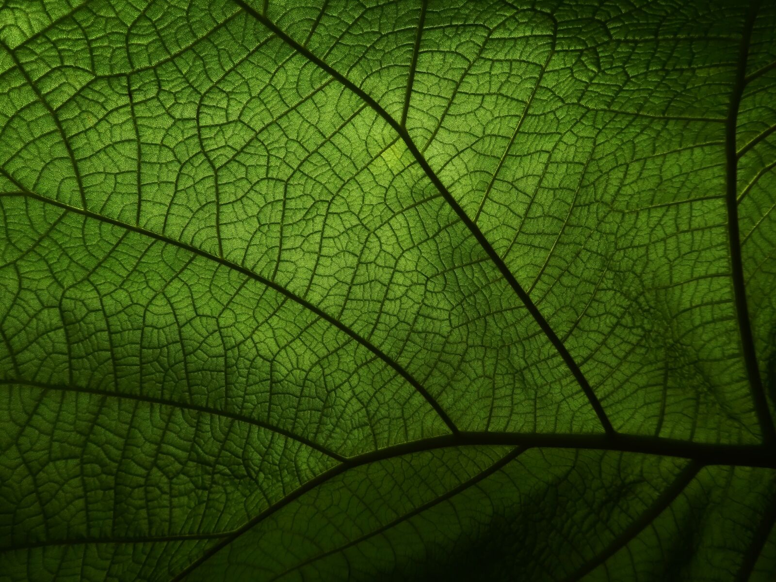 Panasonic DMC-TZ81 sample photo. Leaf, veins, macro photography