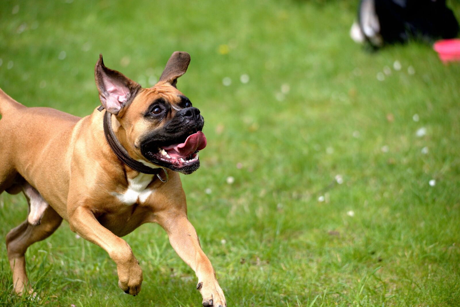 Nikon D610 sample photo. Dog, play, joy photography