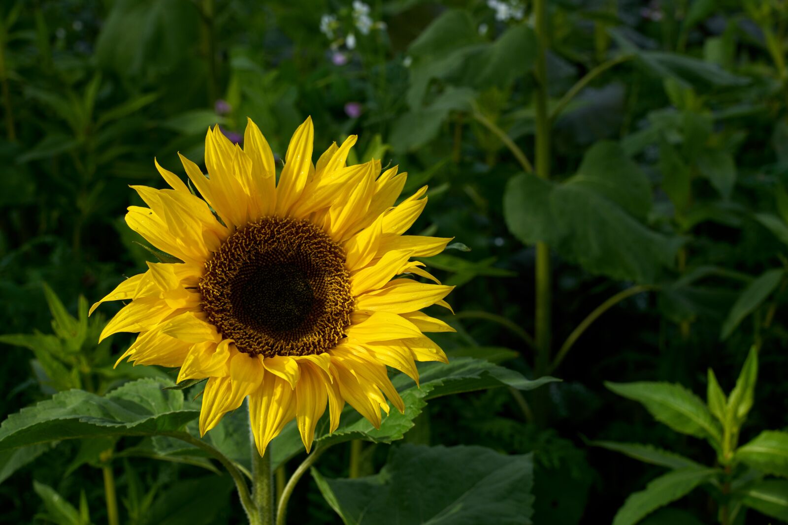 Sony a7R II sample photo. Sunflower, flower, yellow photography