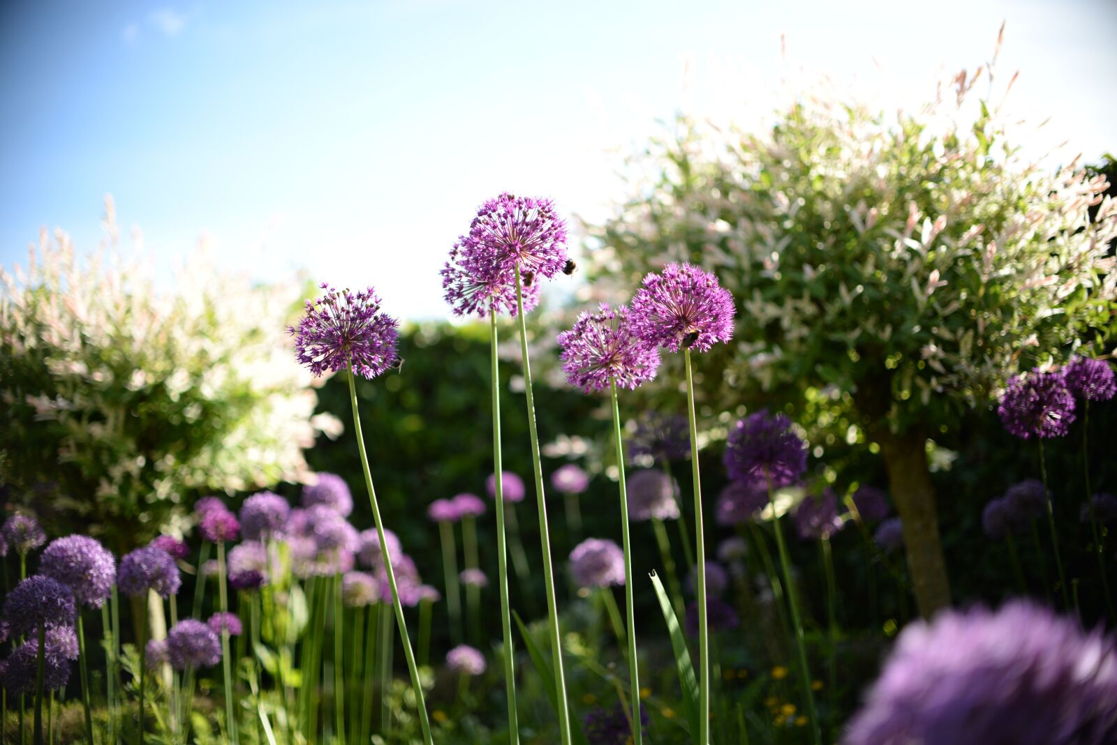 Nikon D610 sample photo. Bee, flower, plant photography