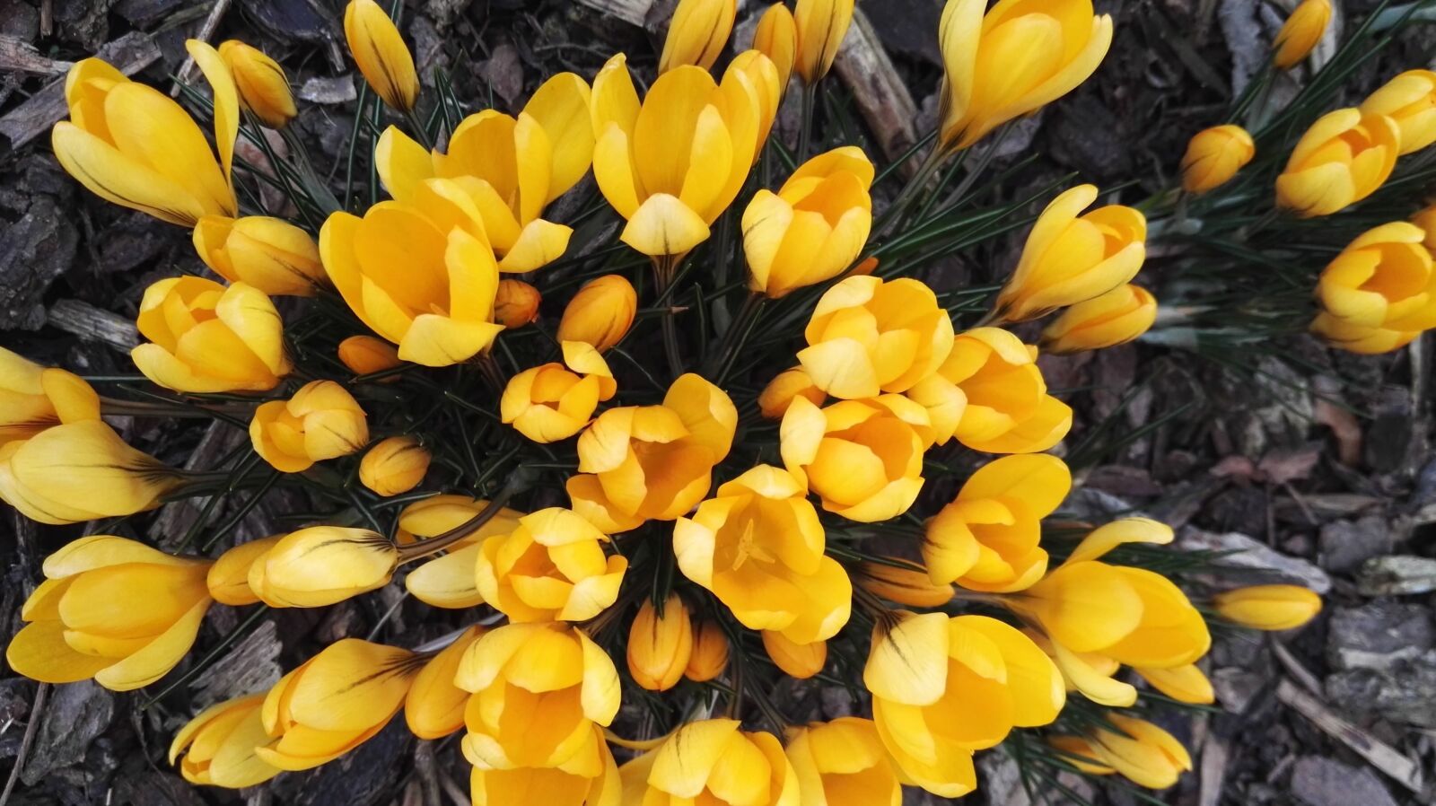 HUAWEI GRA-L09 sample photo. Tulips, yellow, flowers, beautiful photography