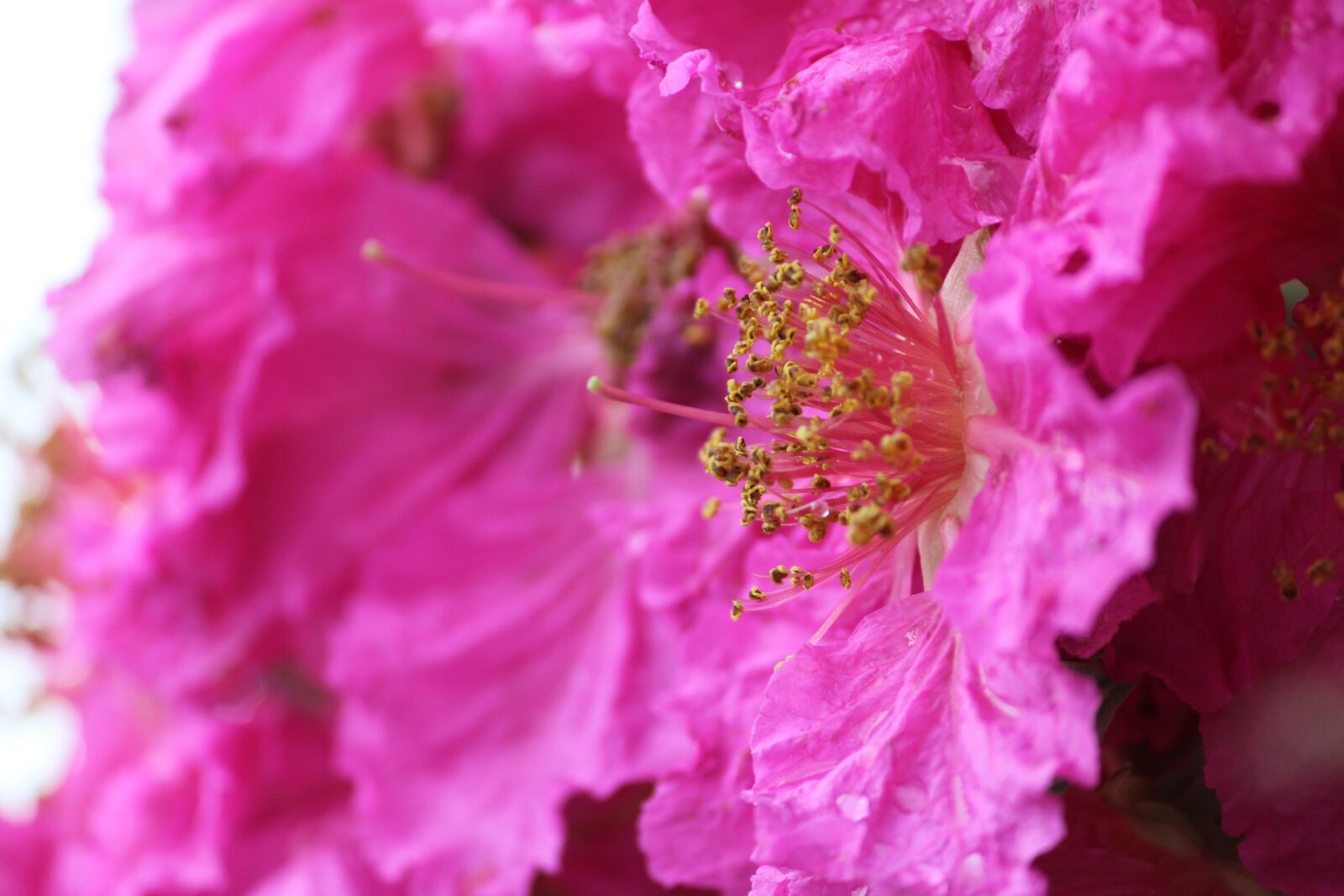 Canon EOS 1200D (EOS Rebel T5 / EOS Kiss X70 / EOS Hi) sample photo. Flowers, pollen grain, pink photography