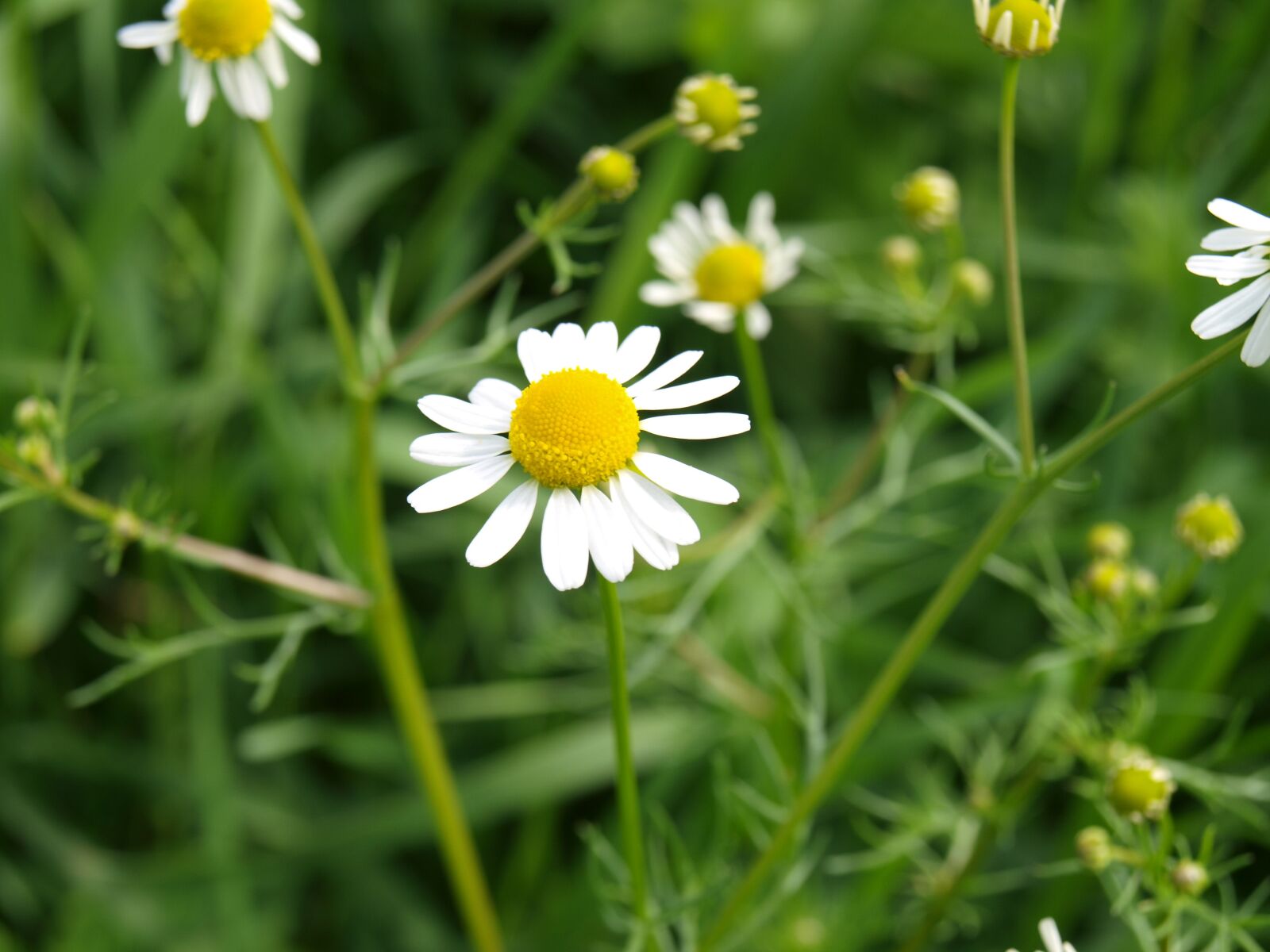Olympus E-520 (EVOLT E-520) sample photo. Flower, nature, plant photography