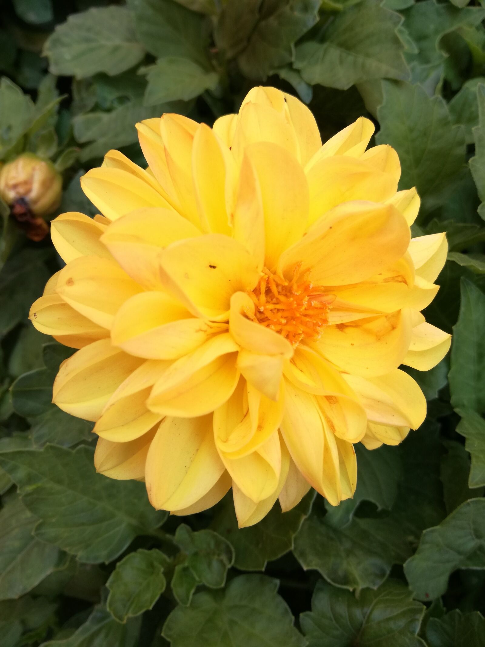 HUAWEI P9 LITE sample photo. Flower, garden photography
