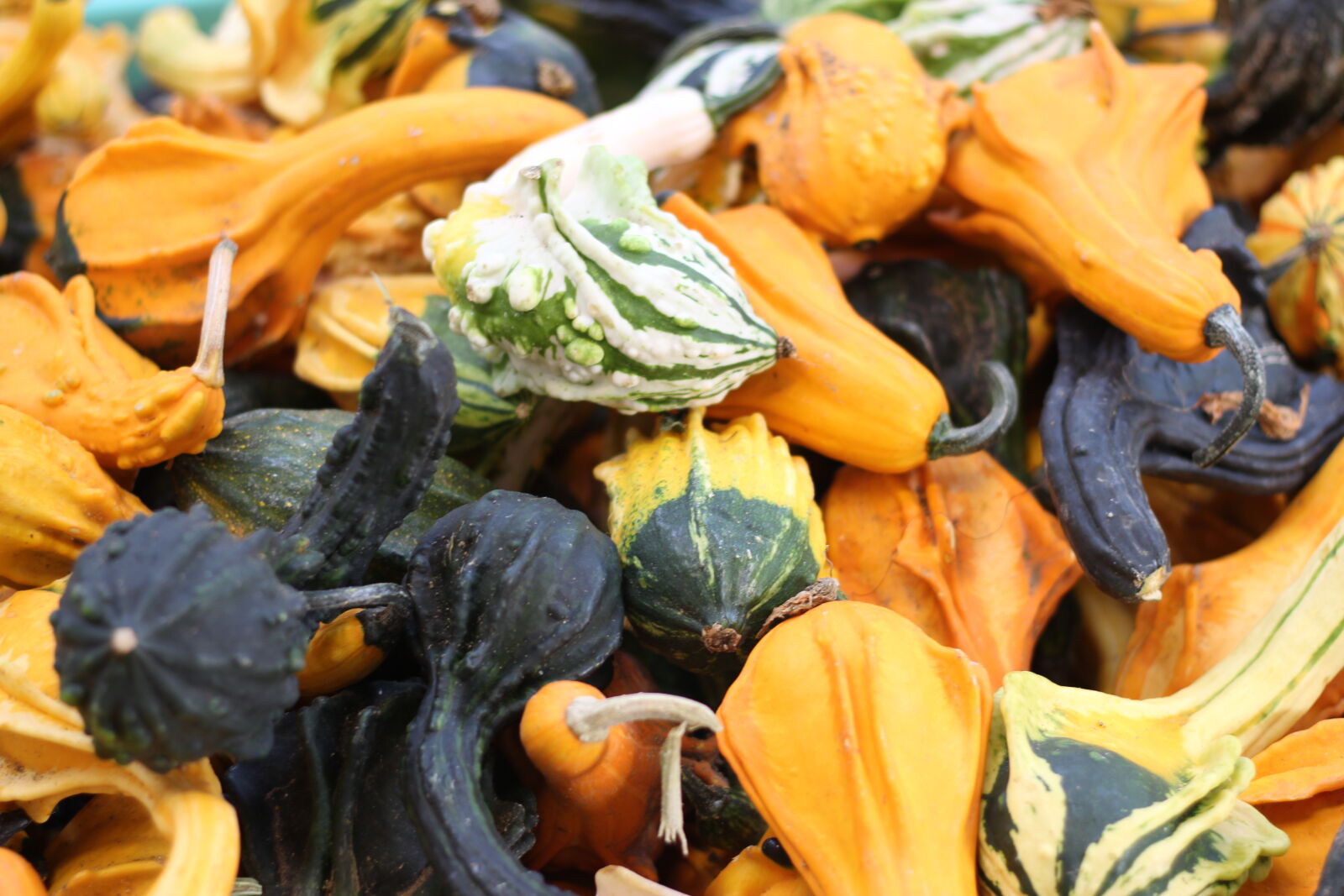 Canon EOS 1200D (EOS Rebel T5 / EOS Kiss X70 / EOS Hi) sample photo. Fall, harvest, pumpkin, squash photography