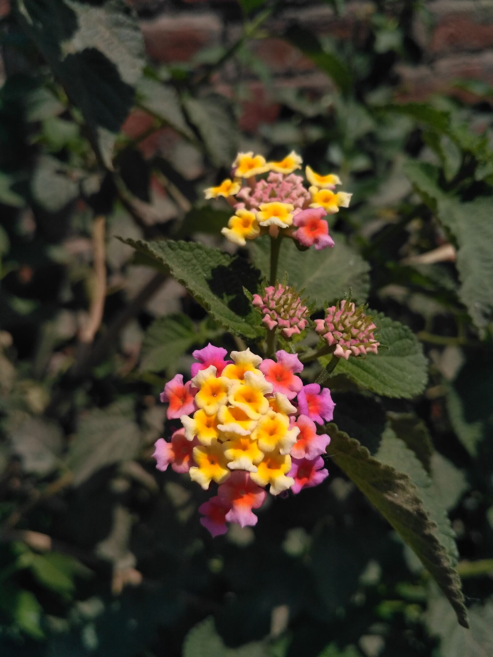 Xiaomi Redmi 3S sample photo. Flower, flora, nature photography
