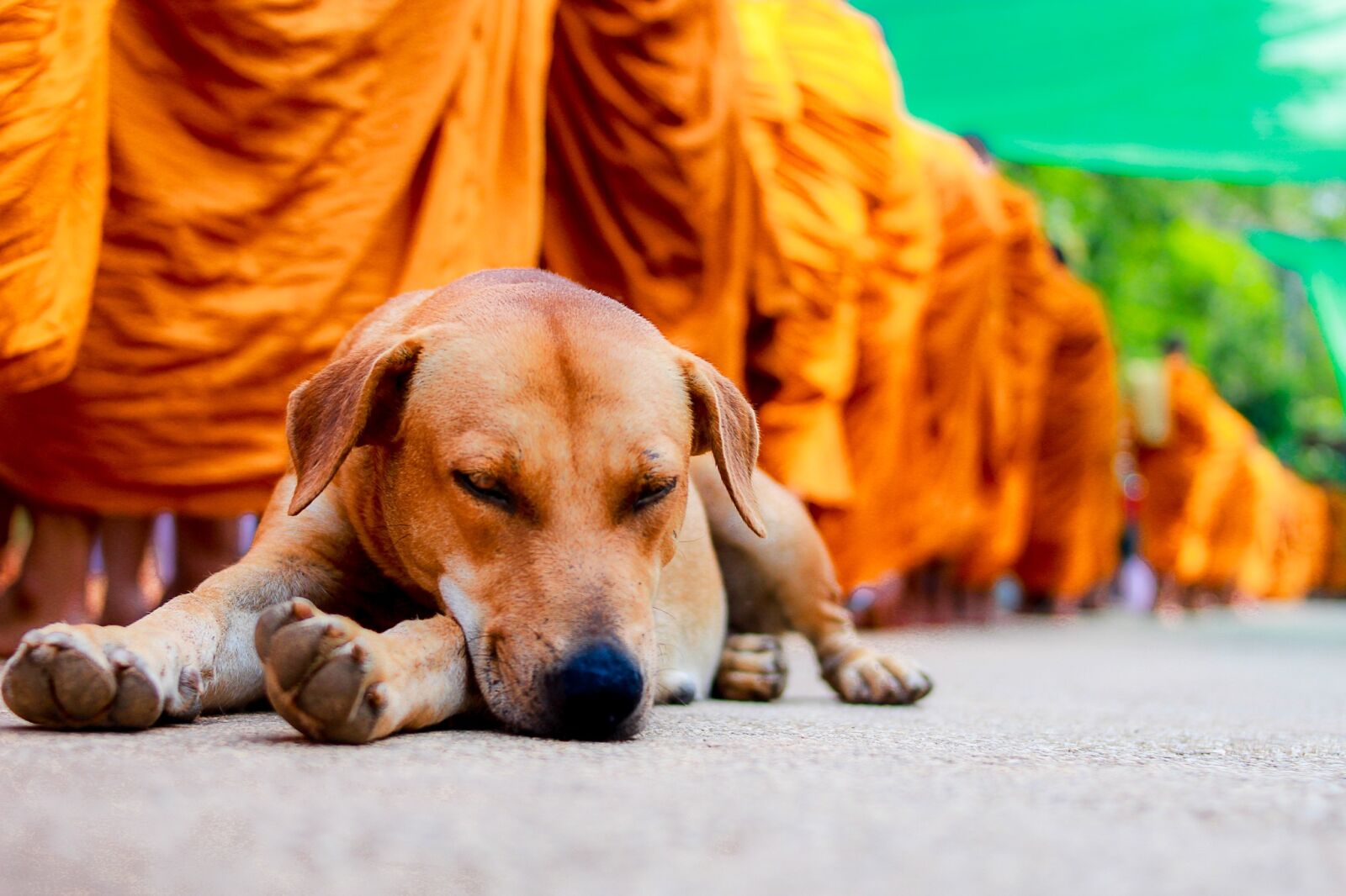 Canon EOS 60D sample photo. Dog, cute, พระ photography
