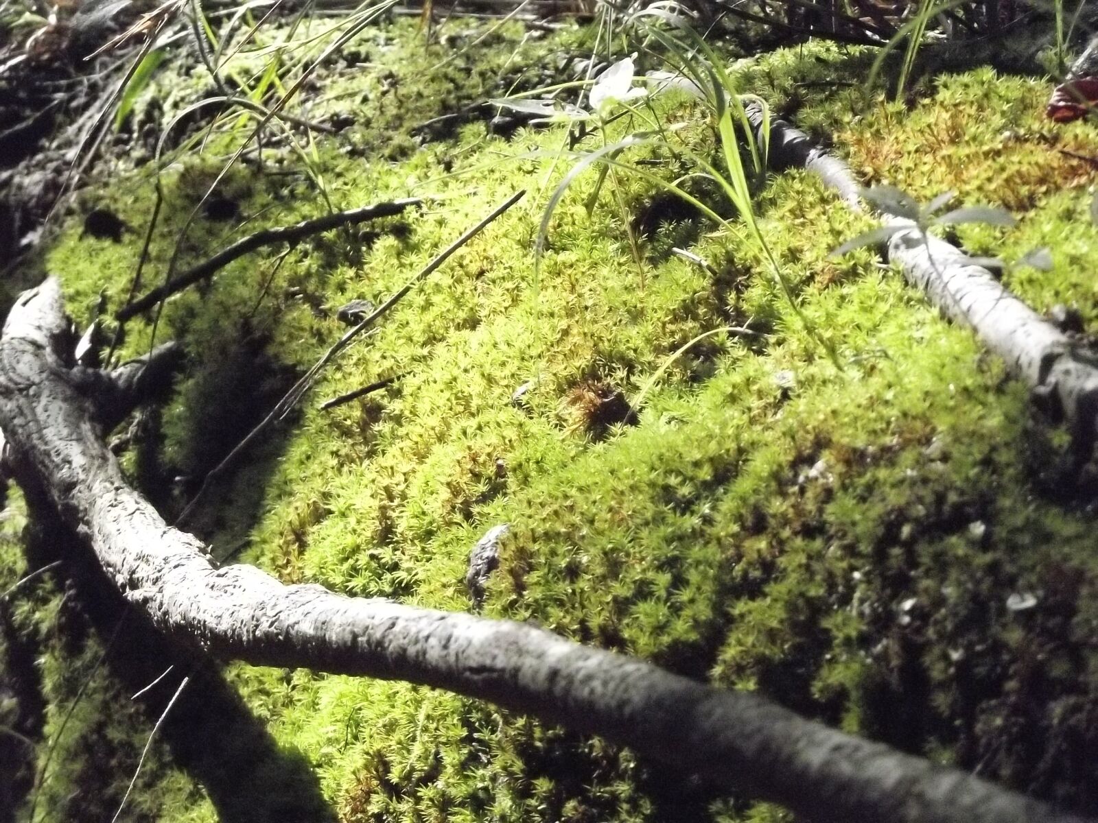Fujifilm FinePix S2940/Walmart sample photo. Moss, logs, vacation photography