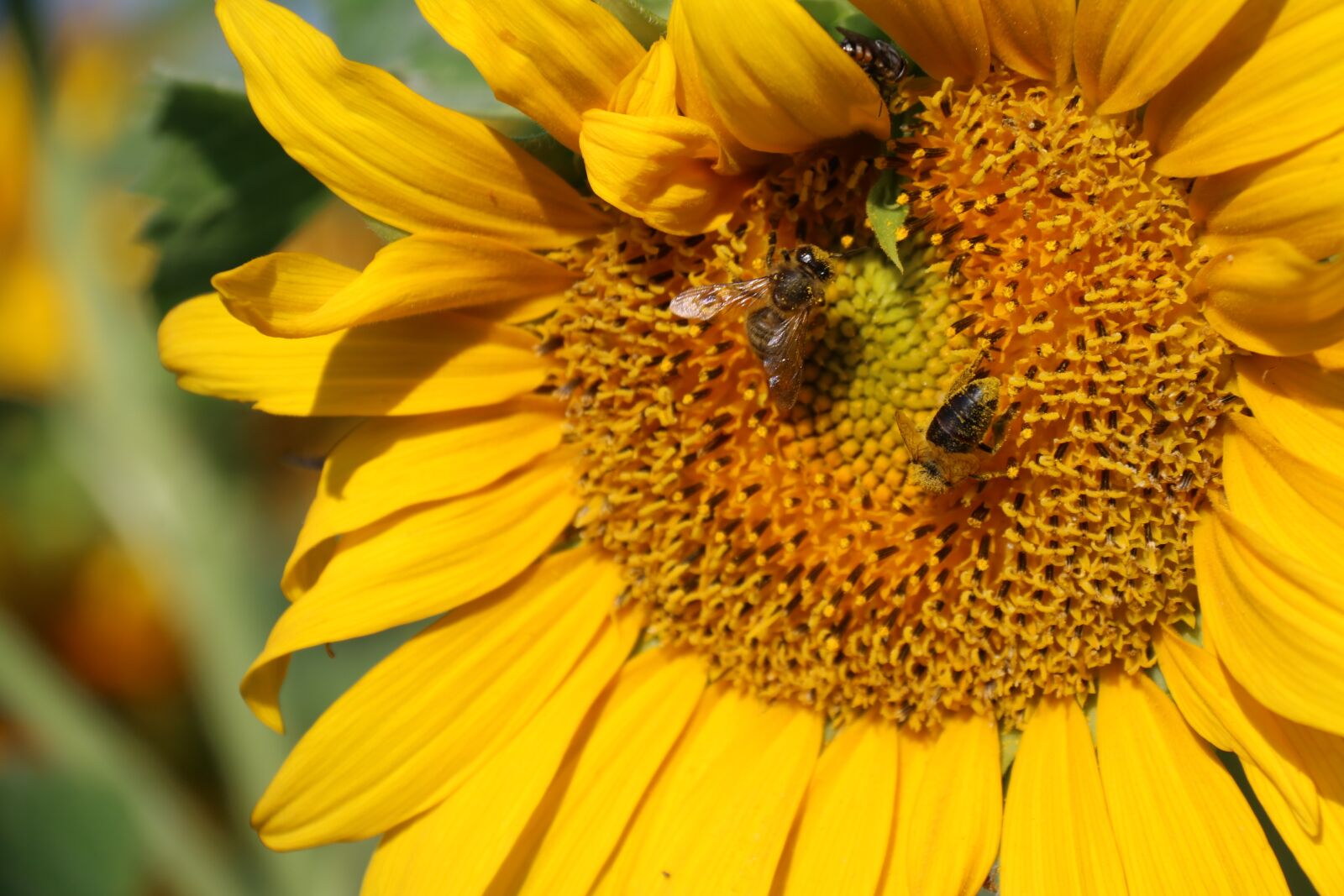 Canon EF-S 18-200mm F3.5-5.6 IS sample photo. Sunflower, flower, yellow photography