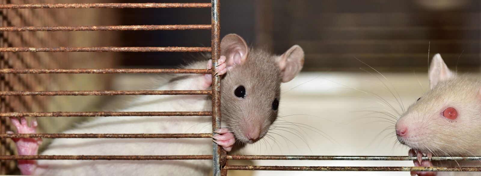 Nikon D750 sample photo. Rat, color rat, small photography