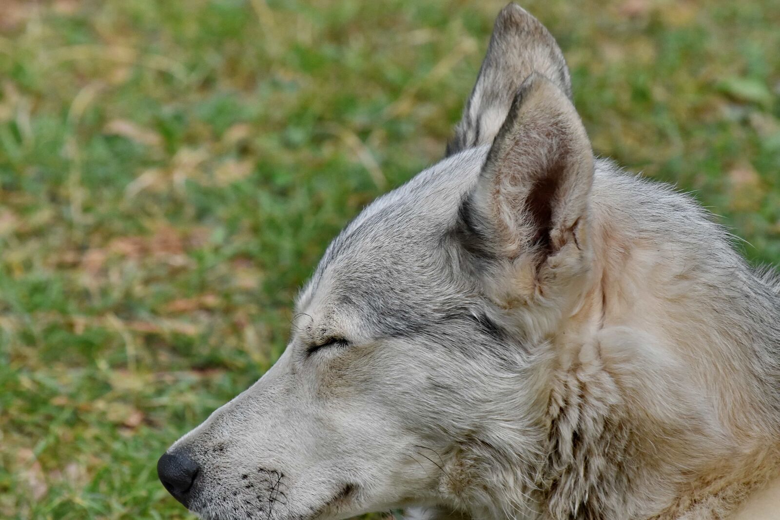 Nikon D5500 sample photo. Ear, fur, grey, husky photography