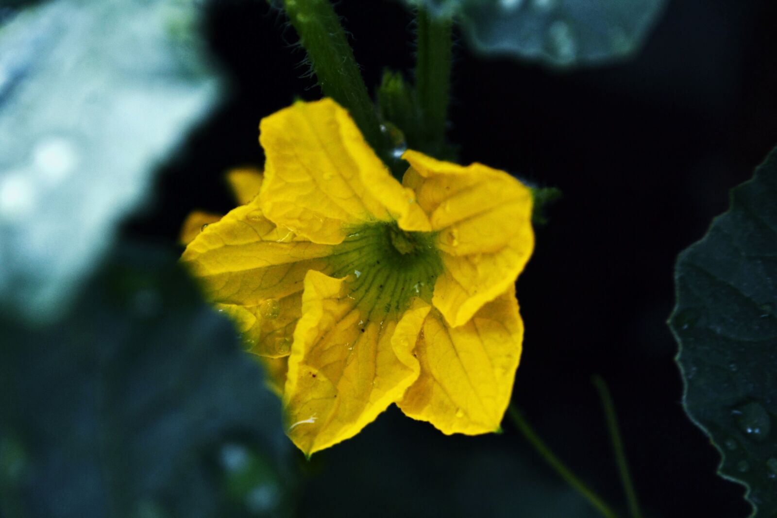 Nikon D3100 sample photo. Flower, bloom, yellow photography