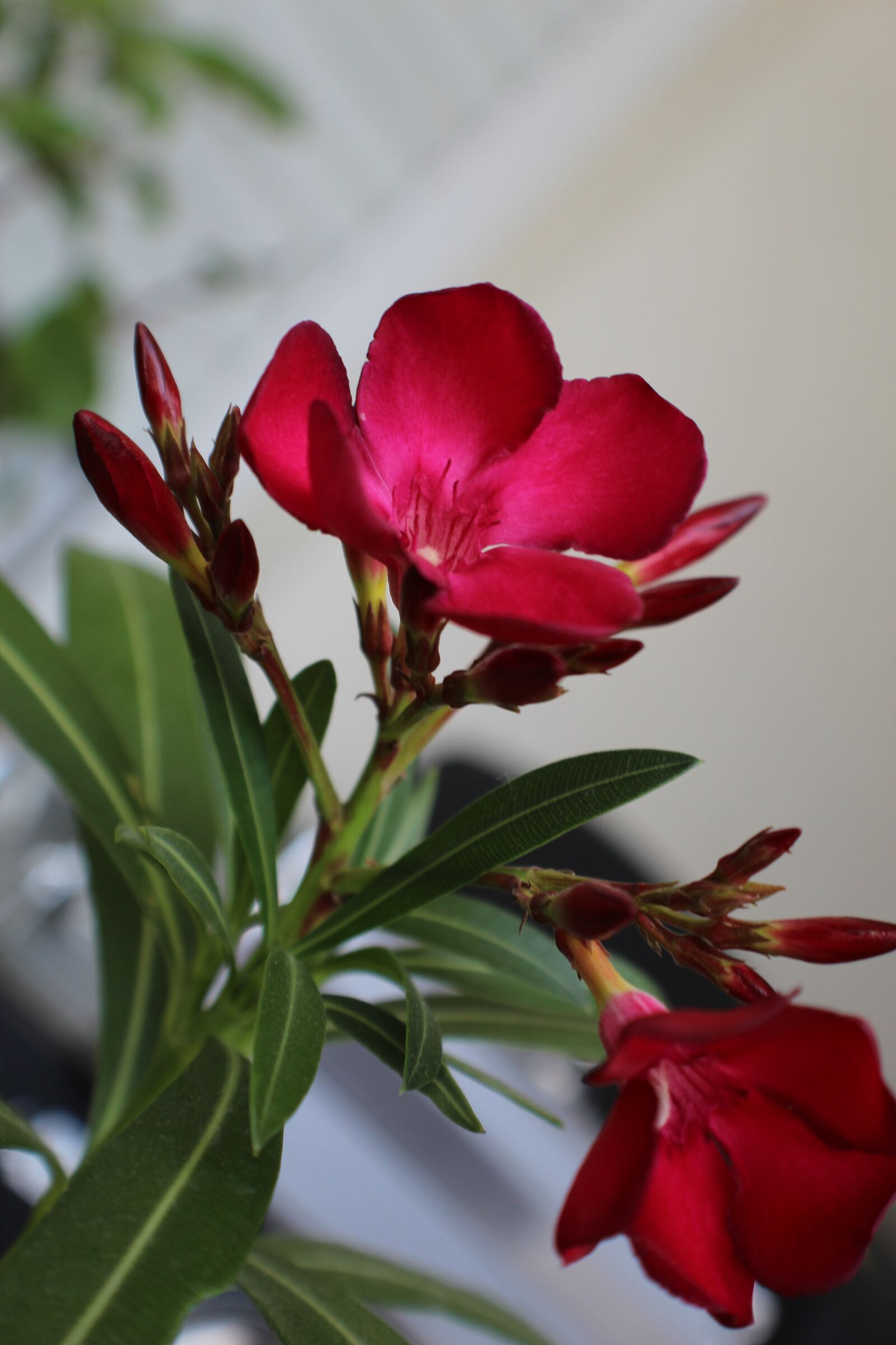 Canon EOS 4000D (EOS Rebel T100 / EOS 3000D) sample photo. Laurels, flowers, plum photography