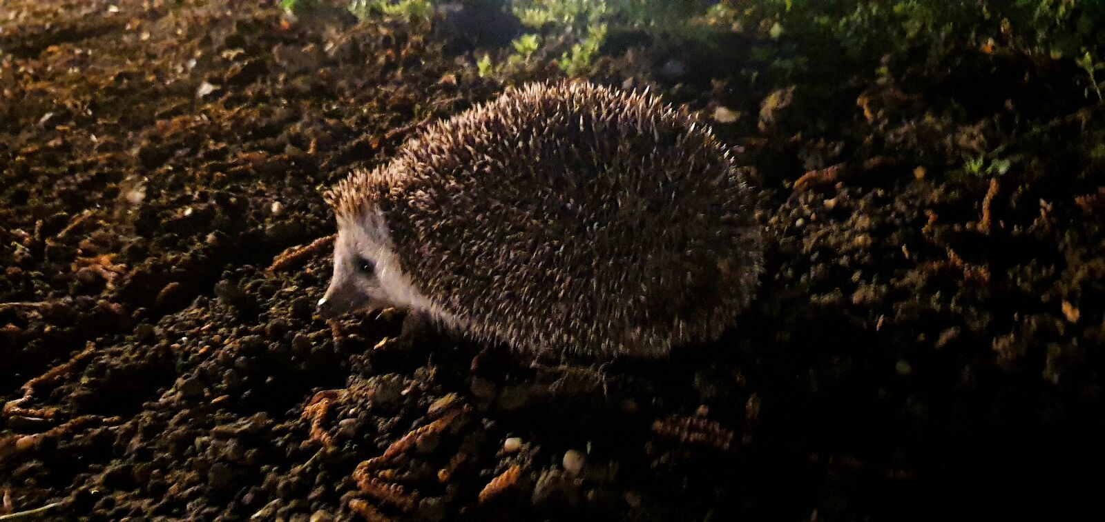 Samsung Galaxy S10+ sample photo. Night, animal, beautiful photography