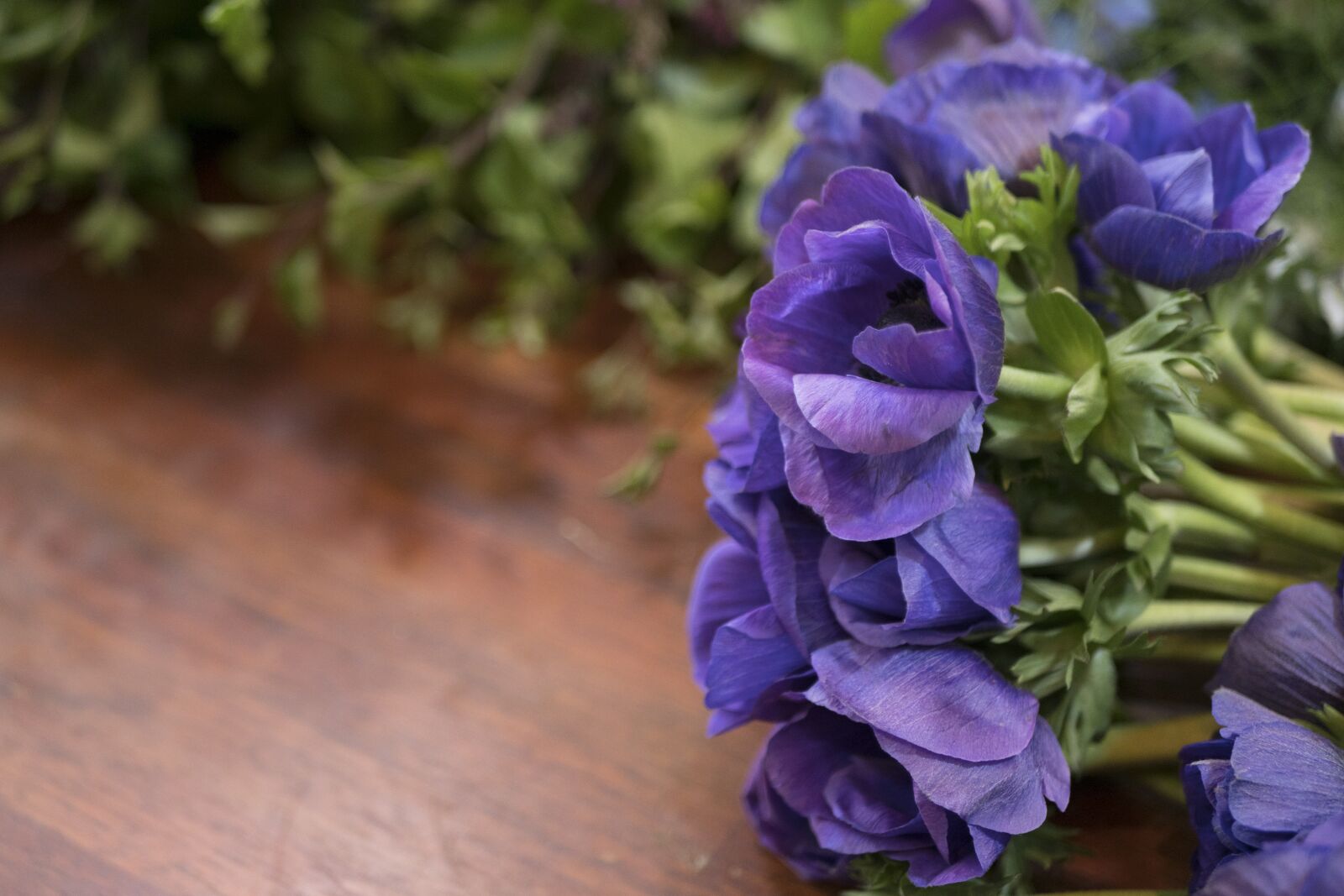 Panasonic Lumix DC-GH5 + LUMIX G 25/F1.7 sample photo. Flowers, nature, garden photography