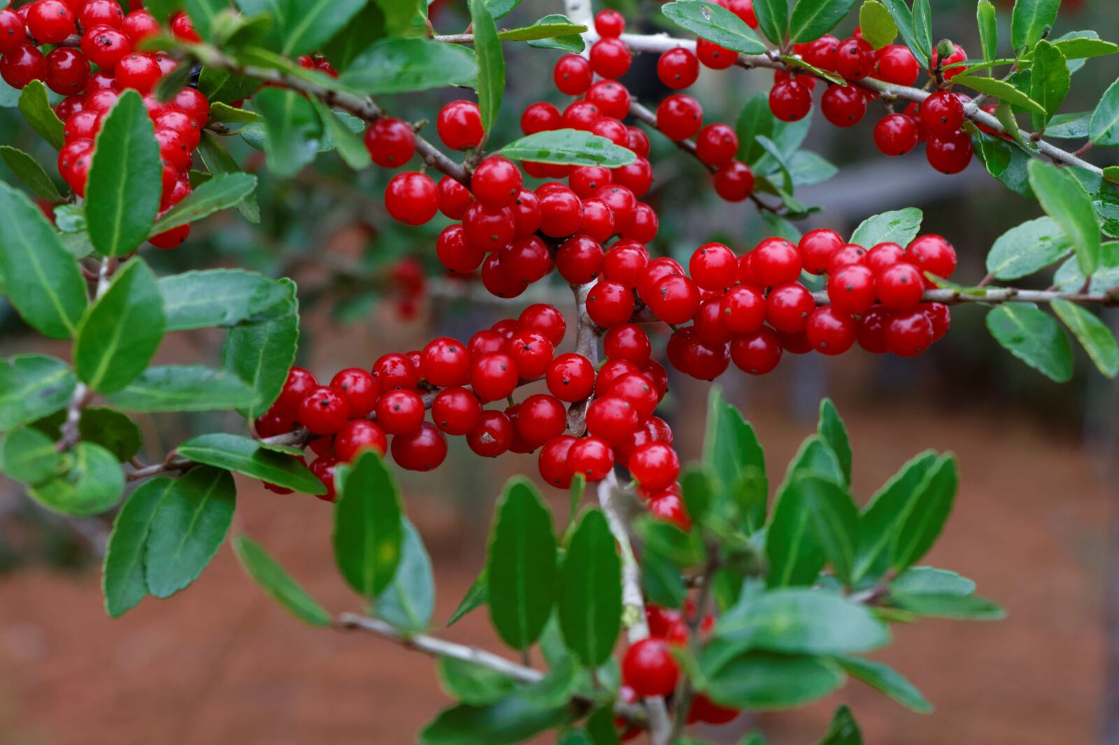 Canon EOS 70D sample photo. Yaupon, yaupon holly, ilex photography