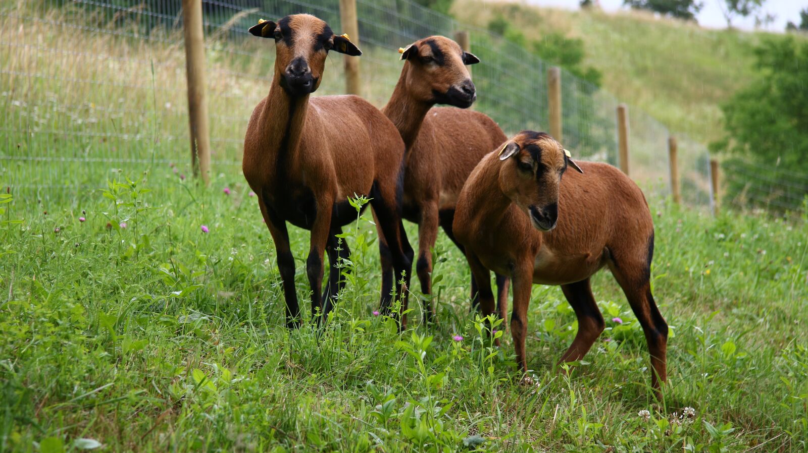 Canon EOS 7D Mark II sample photo. Sheep, meadow, animal photography