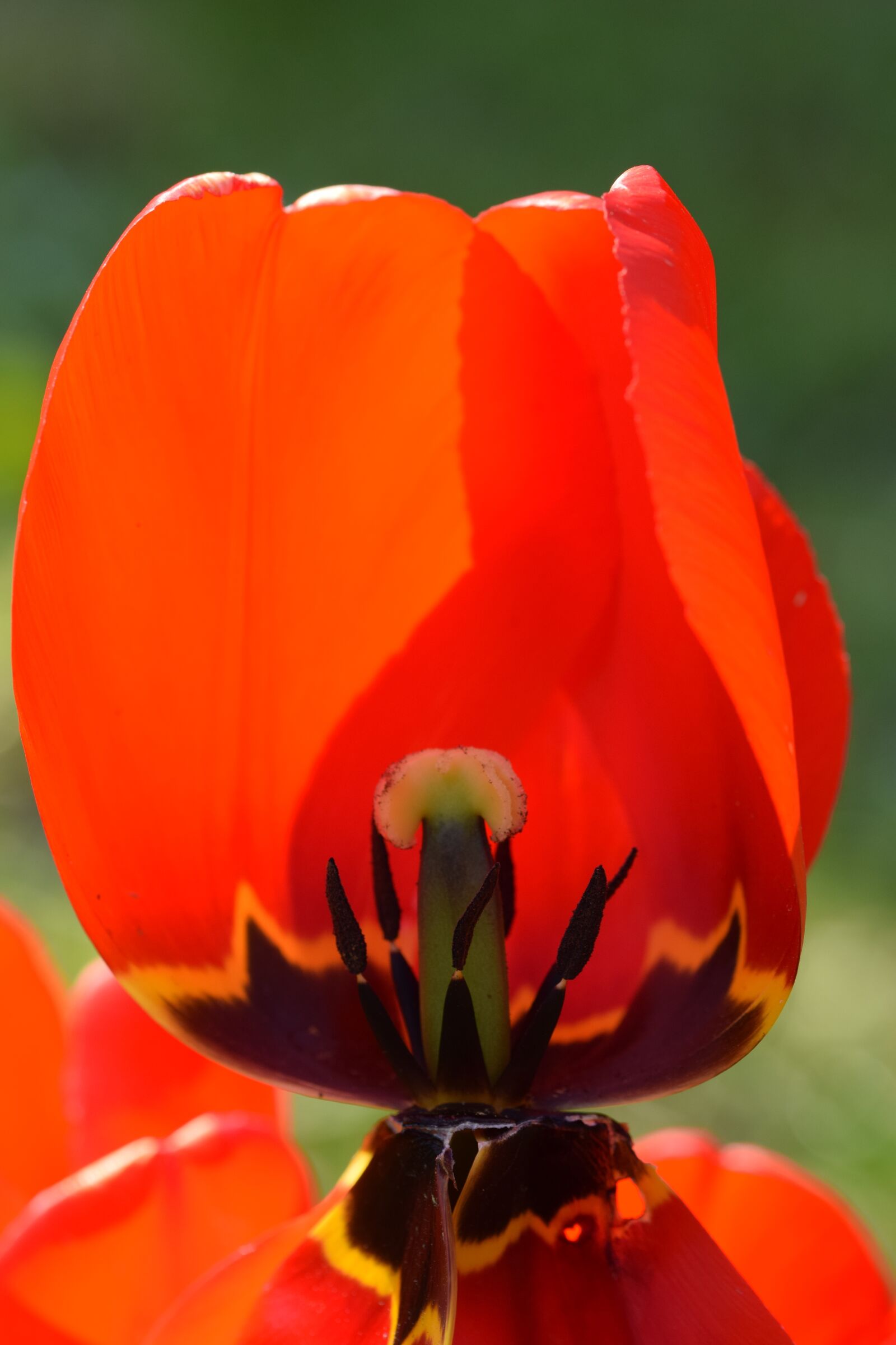 Nikon D5300 sample photo. Blossom, bloom, flower photography