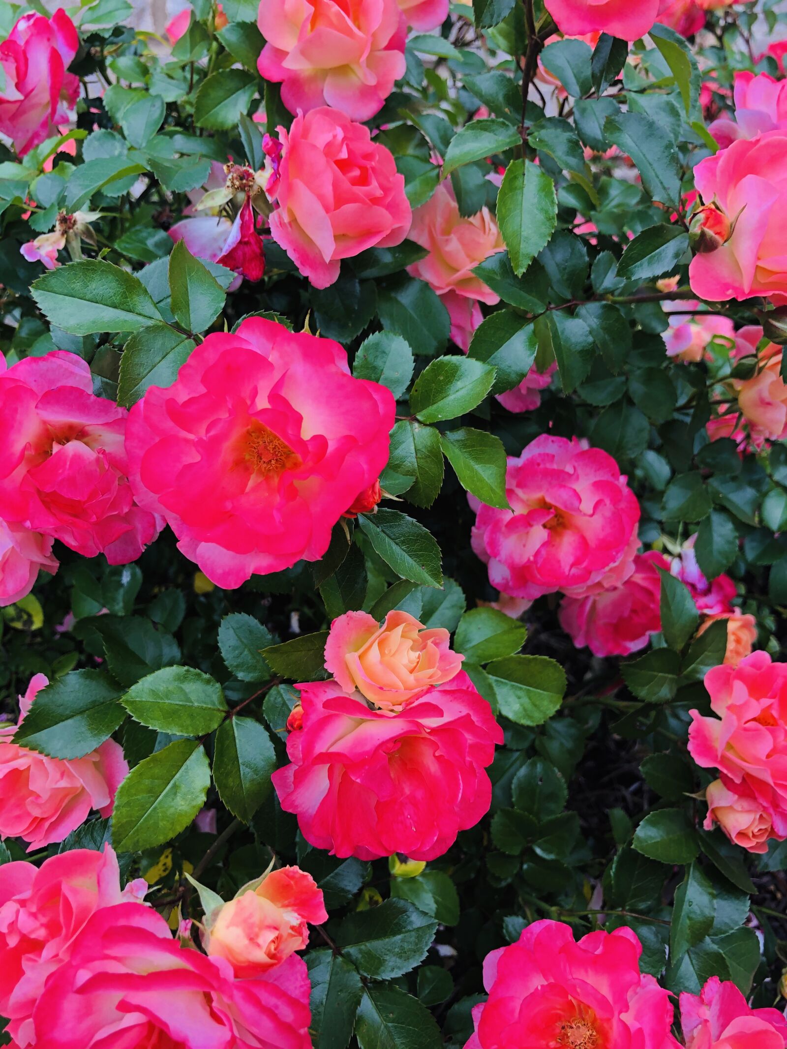 Apple iPhone 8 sample photo. Flowers, bush, pink photography