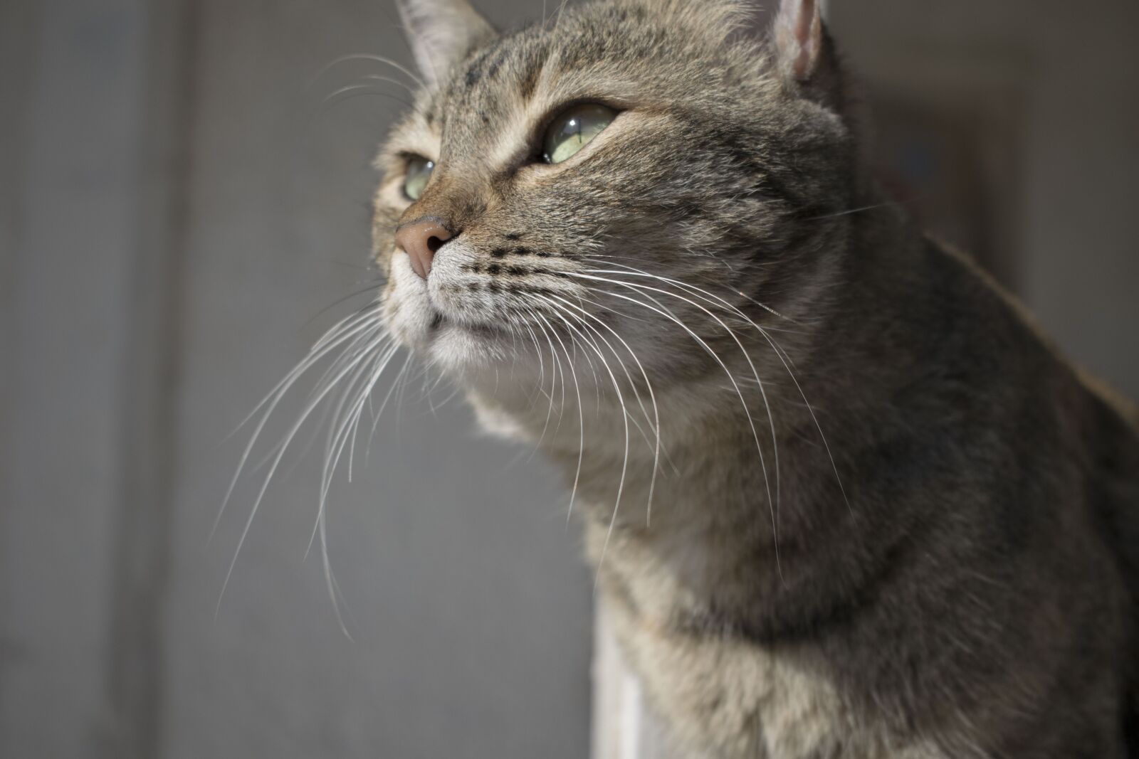 Nikon D3300 sample photo. Cat, thinking, animal photography