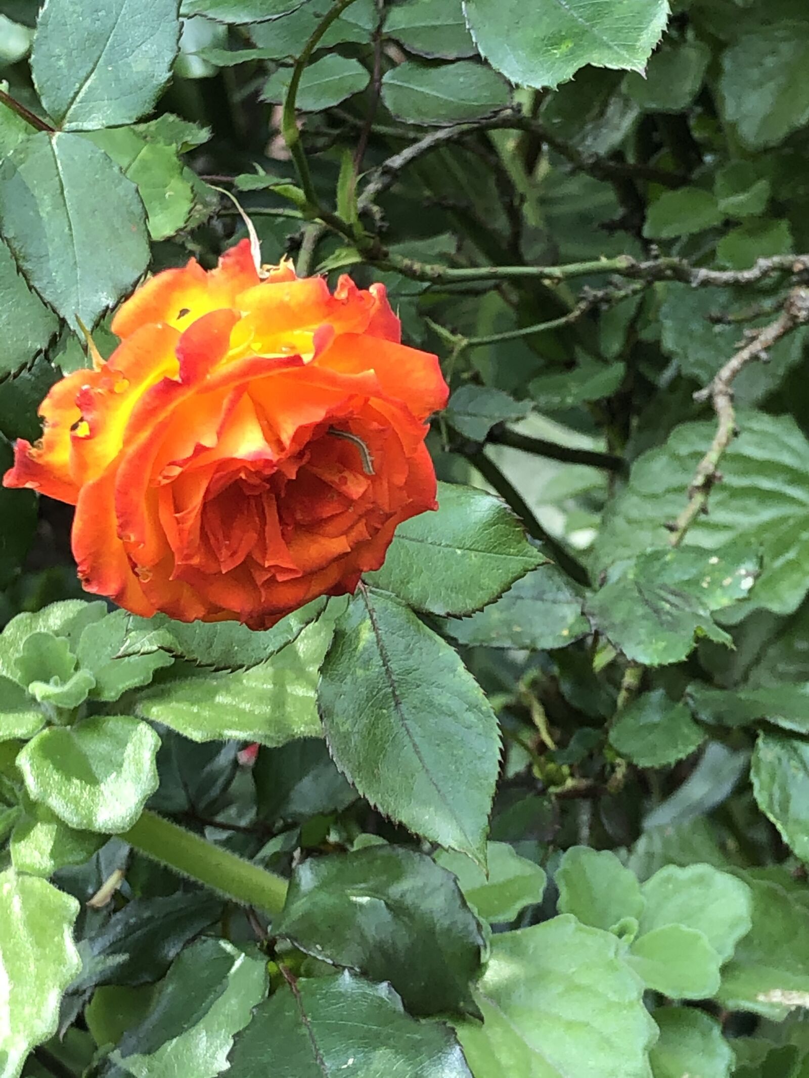 Apple iPhone 8 sample photo. Rose, plant, garden photography