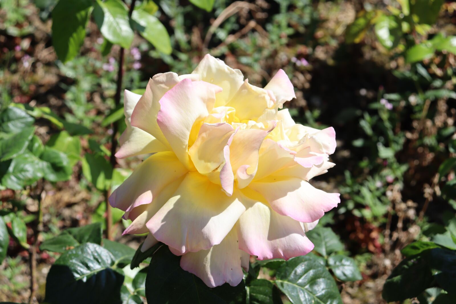 Canon EOS 250D (EOS Rebel SL3 / EOS Kiss X10 / EOS 200D II) sample photo. Rose, yellow, flower photography