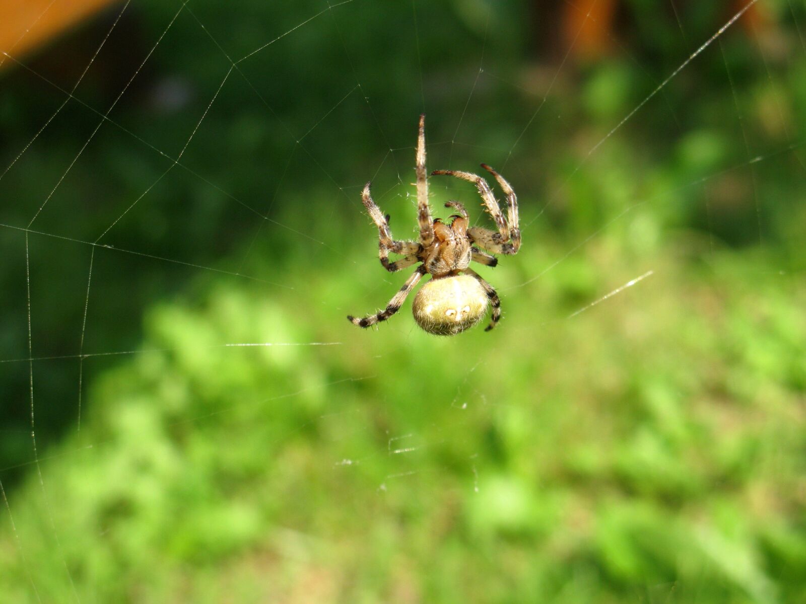Canon POWERSHOT A650 IS sample photo. Garden insect, spider, spider photography
