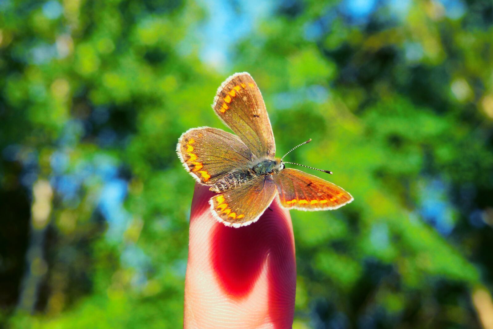 Panasonic Lumix DMC-FZ200 sample photo. Animals, invertebrates, insect photography