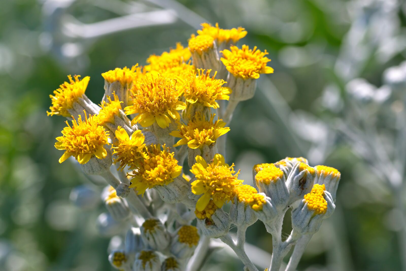 Nikon D5300 sample photo. Flowers, yellow, plant photography