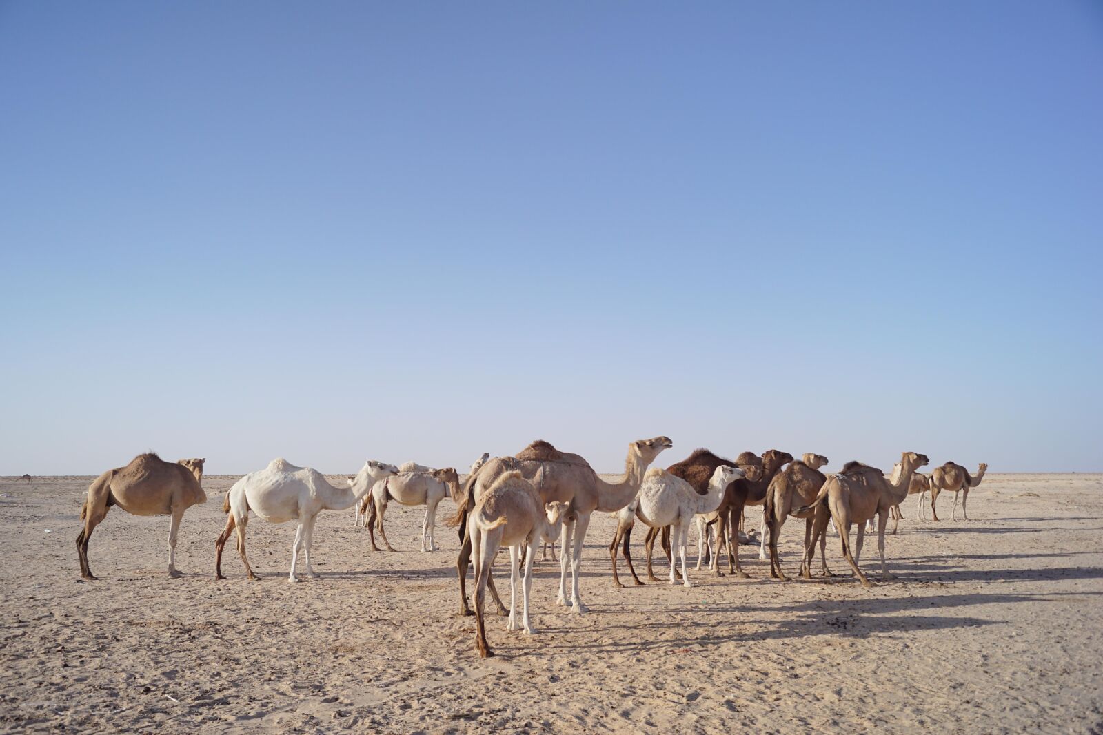Sony DT 18-55mm F3.5-5.6 SAM II sample photo. Camels, wildlife, desert photography