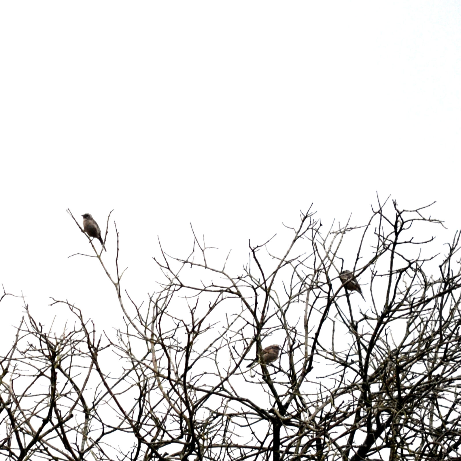 Nikon D5100 sample photo. Bird photography