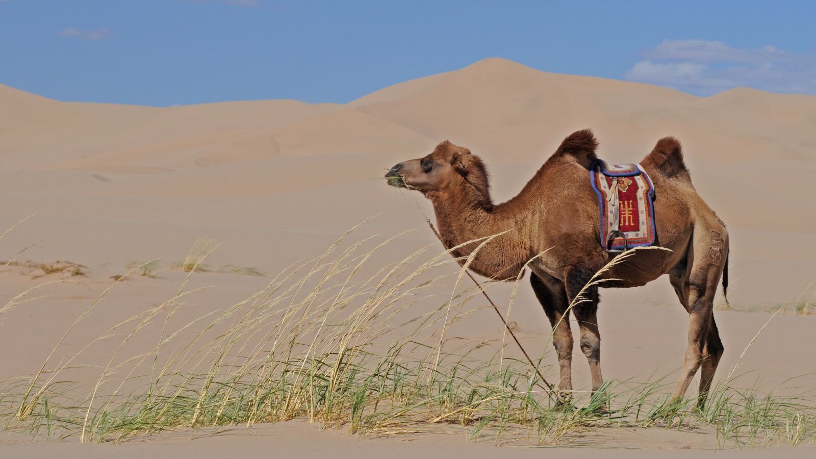 Nikon D300 sample photo. Mongolia, desert, camel photography