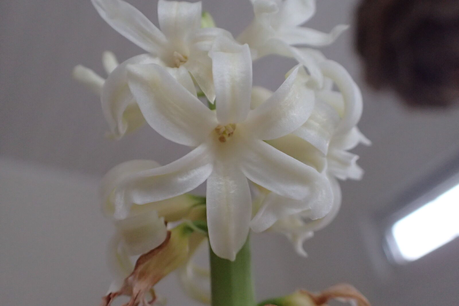 Olympus TG-4 sample photo. Flower, flower, close, up photography