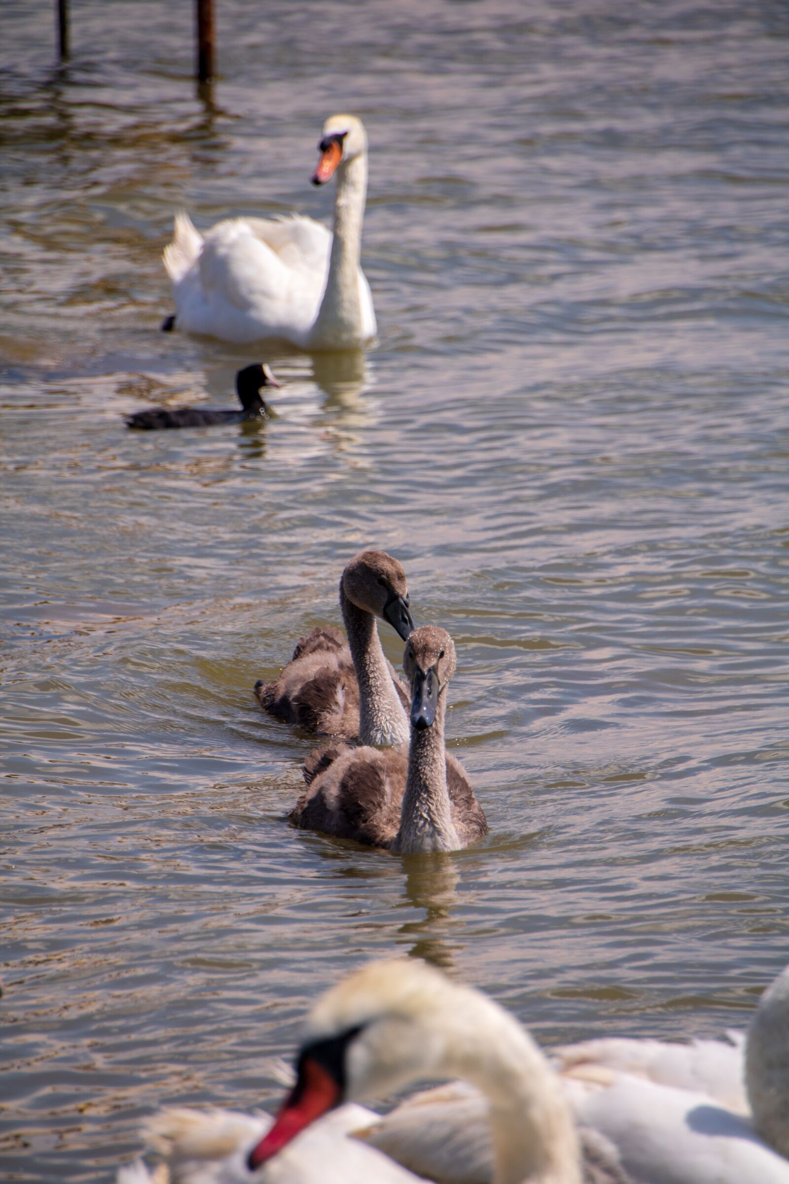 Canon EOS 750D (EOS Rebel T6i / EOS Kiss X8i) sample photo. Chicks, birds, animals photography
