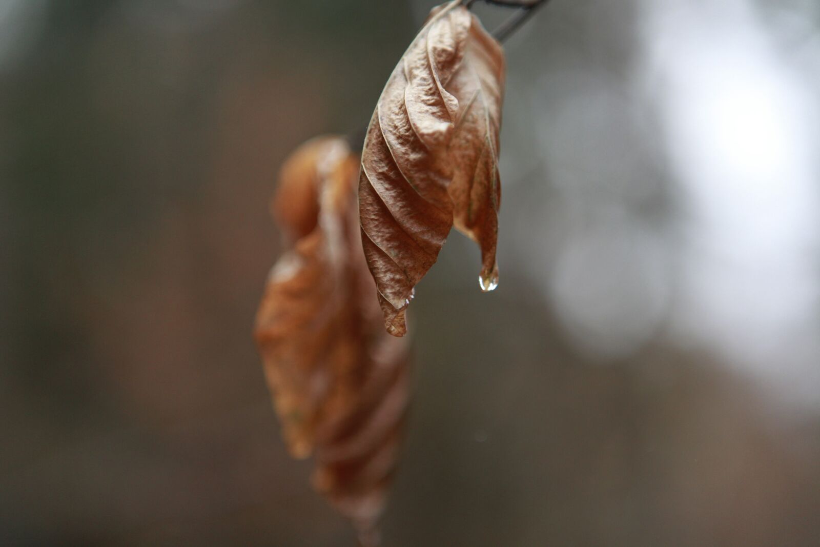 Canon EOS 5D Mark II sample photo. Tree, natura, natural photography