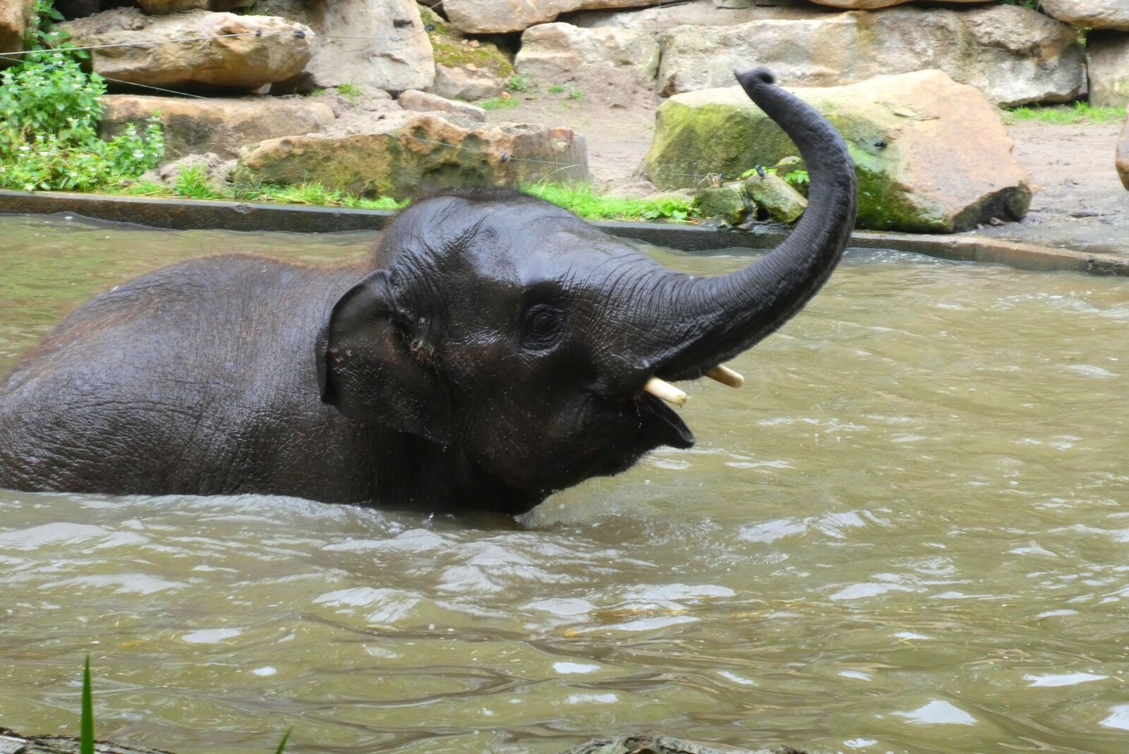 Panasonic Lumix DC-ZS70 (Lumix DC-TZ90) sample photo. Elephant, water, swimming photography