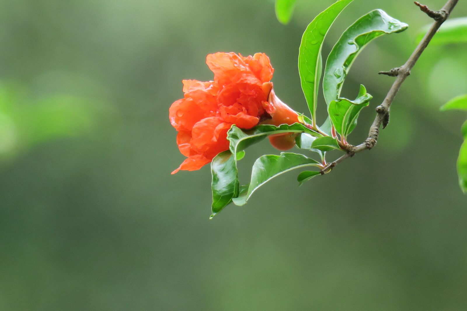 Canon PowerShot G3 X sample photo. Pomegranate, hong kong, leaf photography