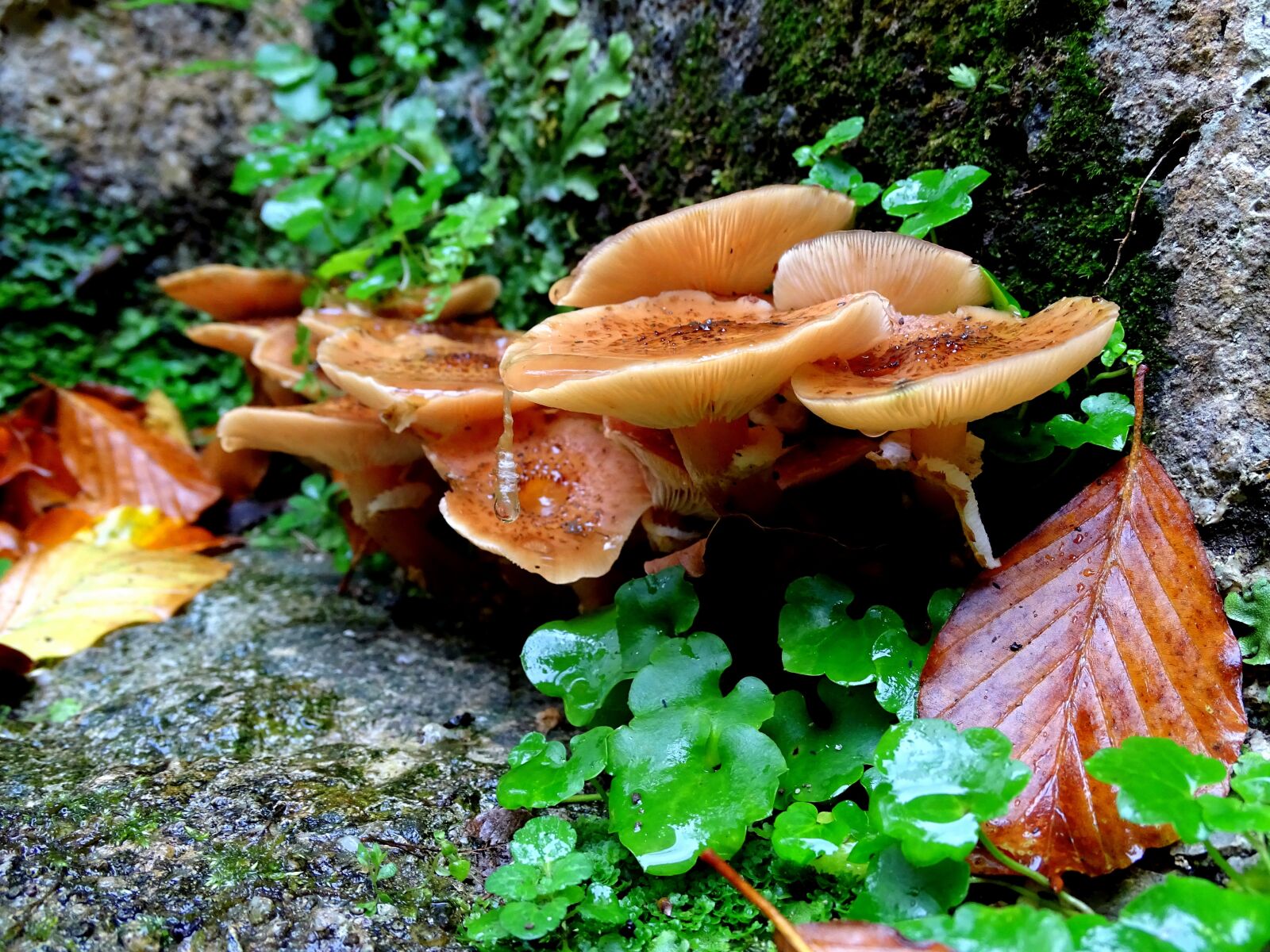 Sony Cyber-shot DSC-HX400V sample photo. Armillaria mellea, mushrooms, mushroom photography