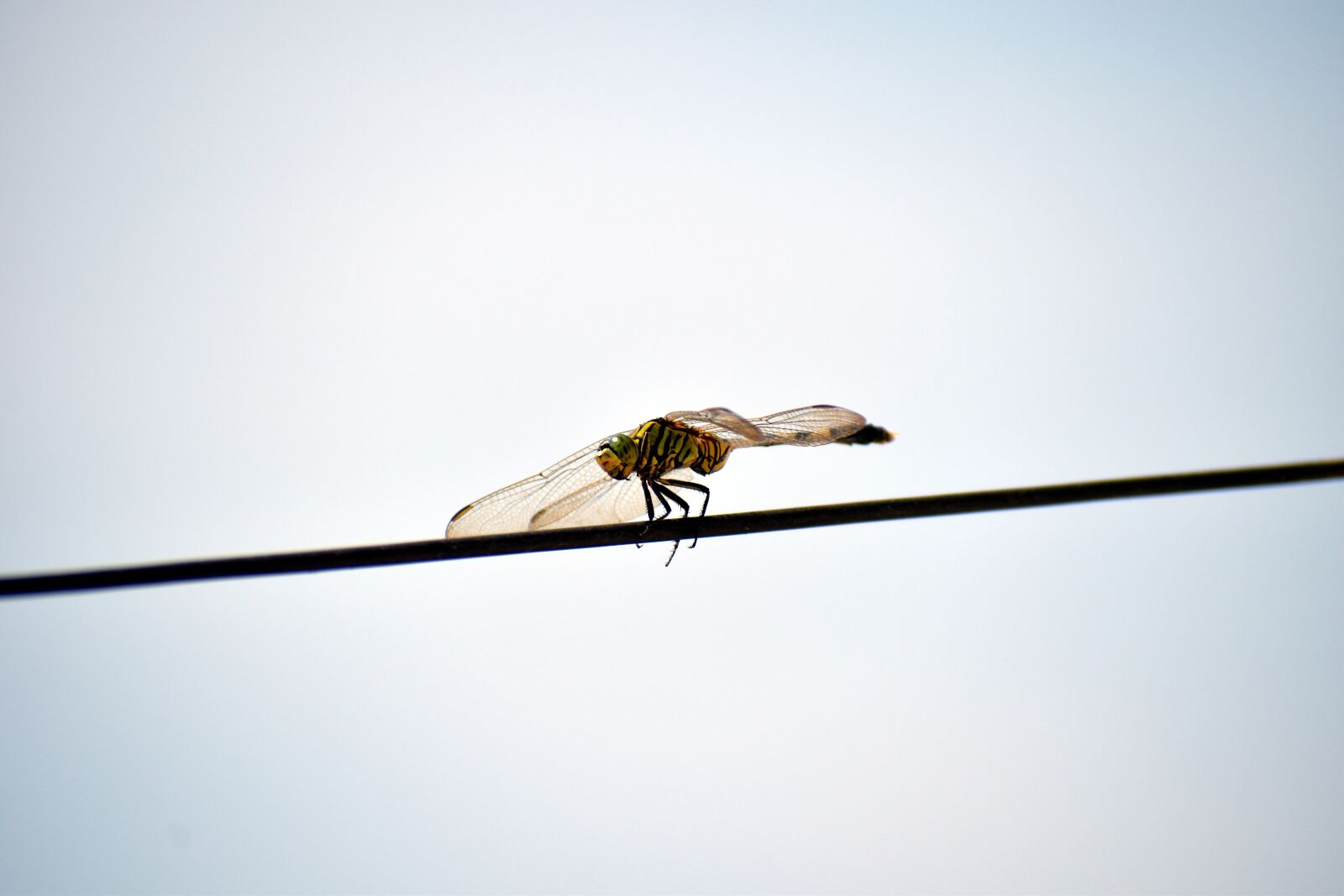 Nikon D5600 sample photo. Tiger dragonfly, australian tiger photography