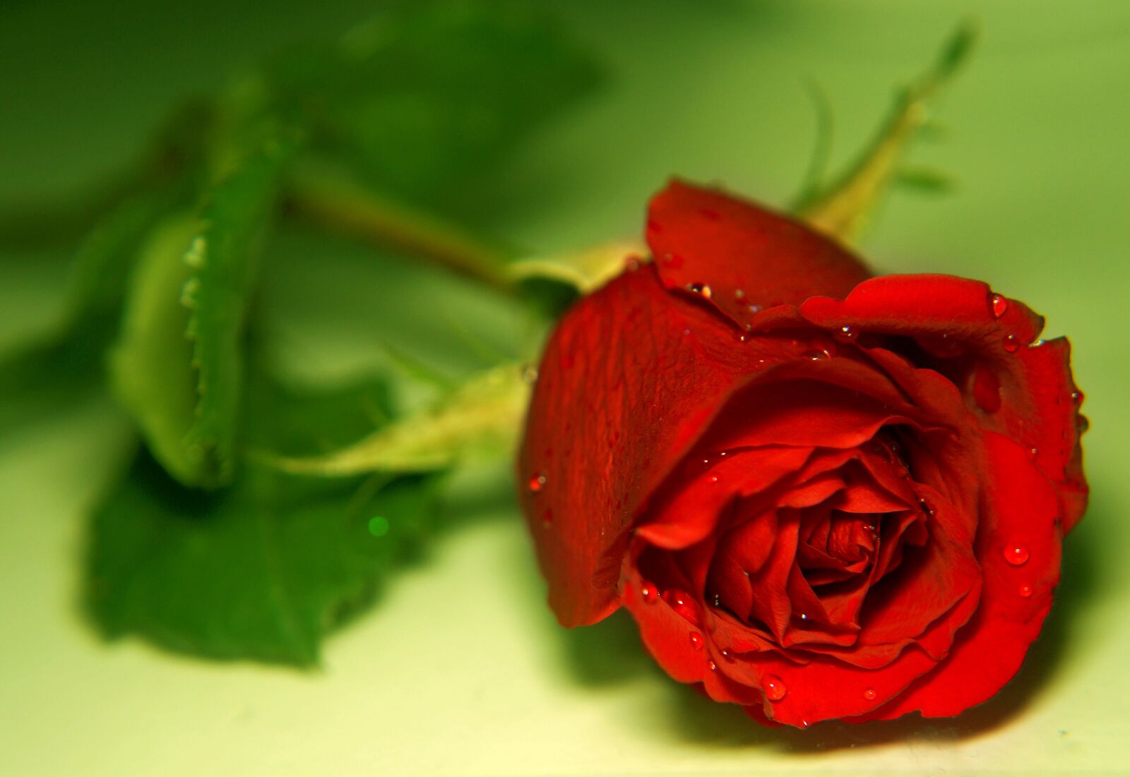 Sony Alpha NEX-F3 + Sony E 18-55mm F3.5-5.6 OSS sample photo. Roses, red, beauty photography