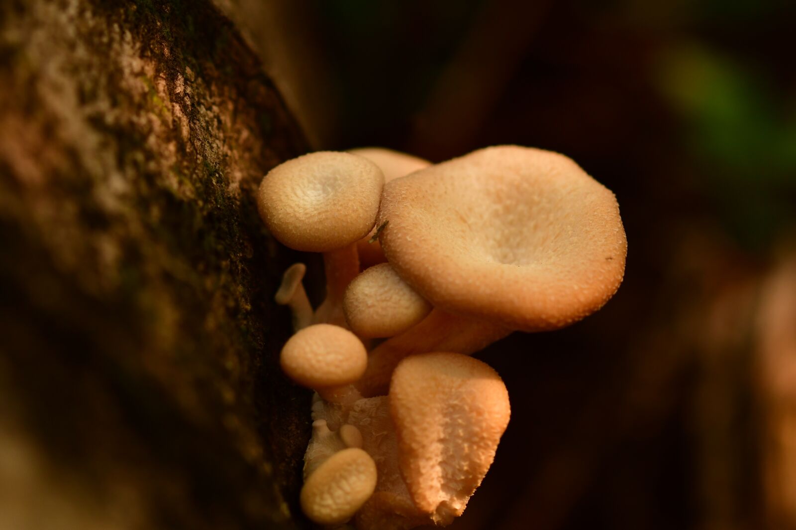 Nikon D500 sample photo. Mushroom, fungi, fungus photography