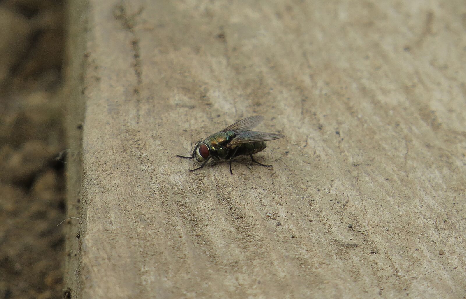 Canon PowerShot SX50 HS sample photo. Nature, insects, fly photography