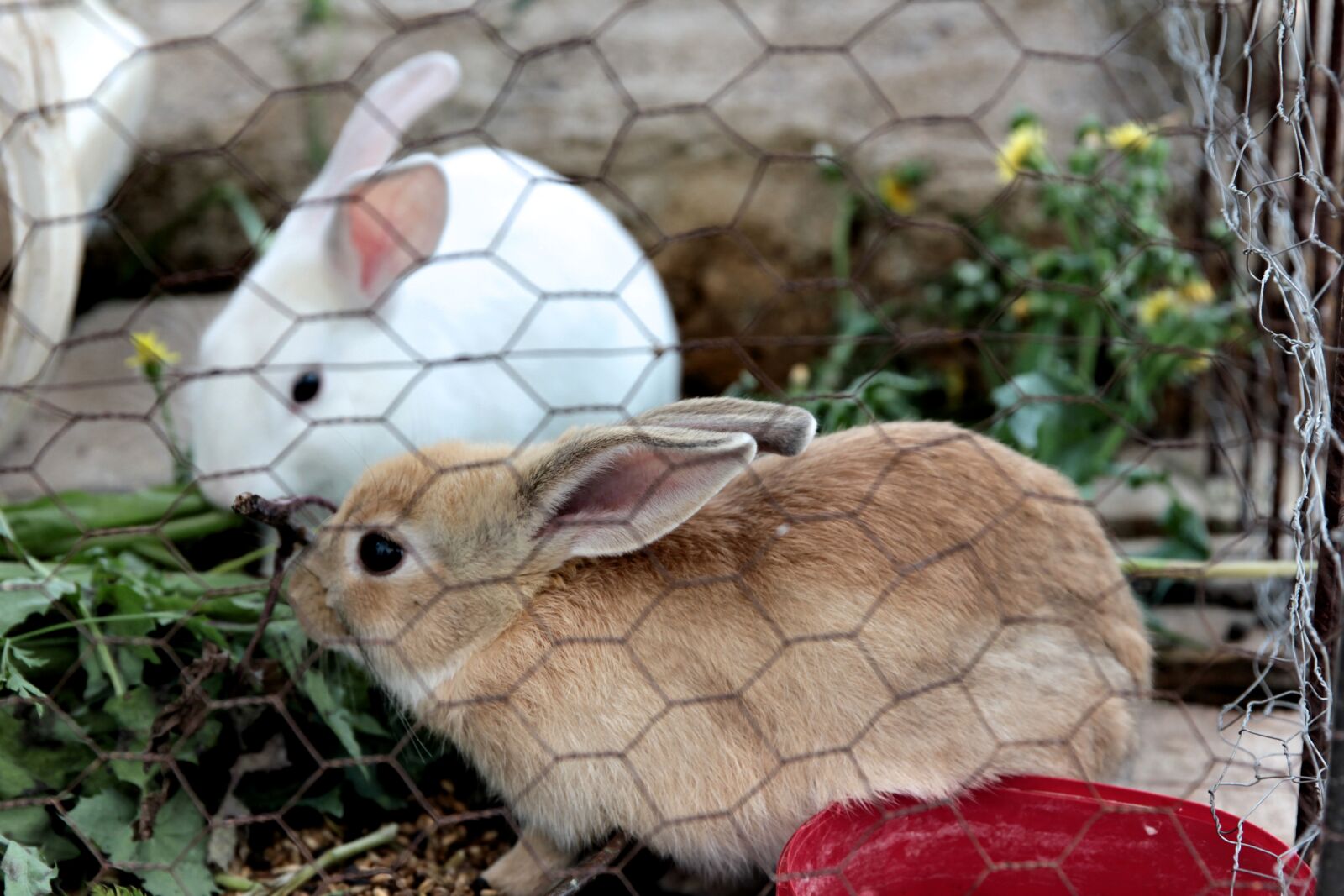 Canon EOS 550D (EOS Rebel T2i / EOS Kiss X4) sample photo. Rabbit, rabbits, furry photography