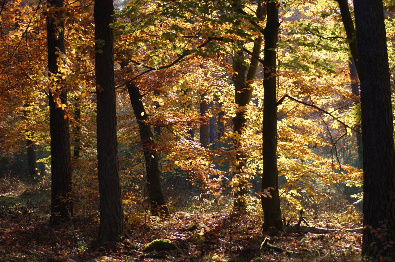 Sony Alpha DSLR-A390 sample photo. Autumn, forest, trees photography