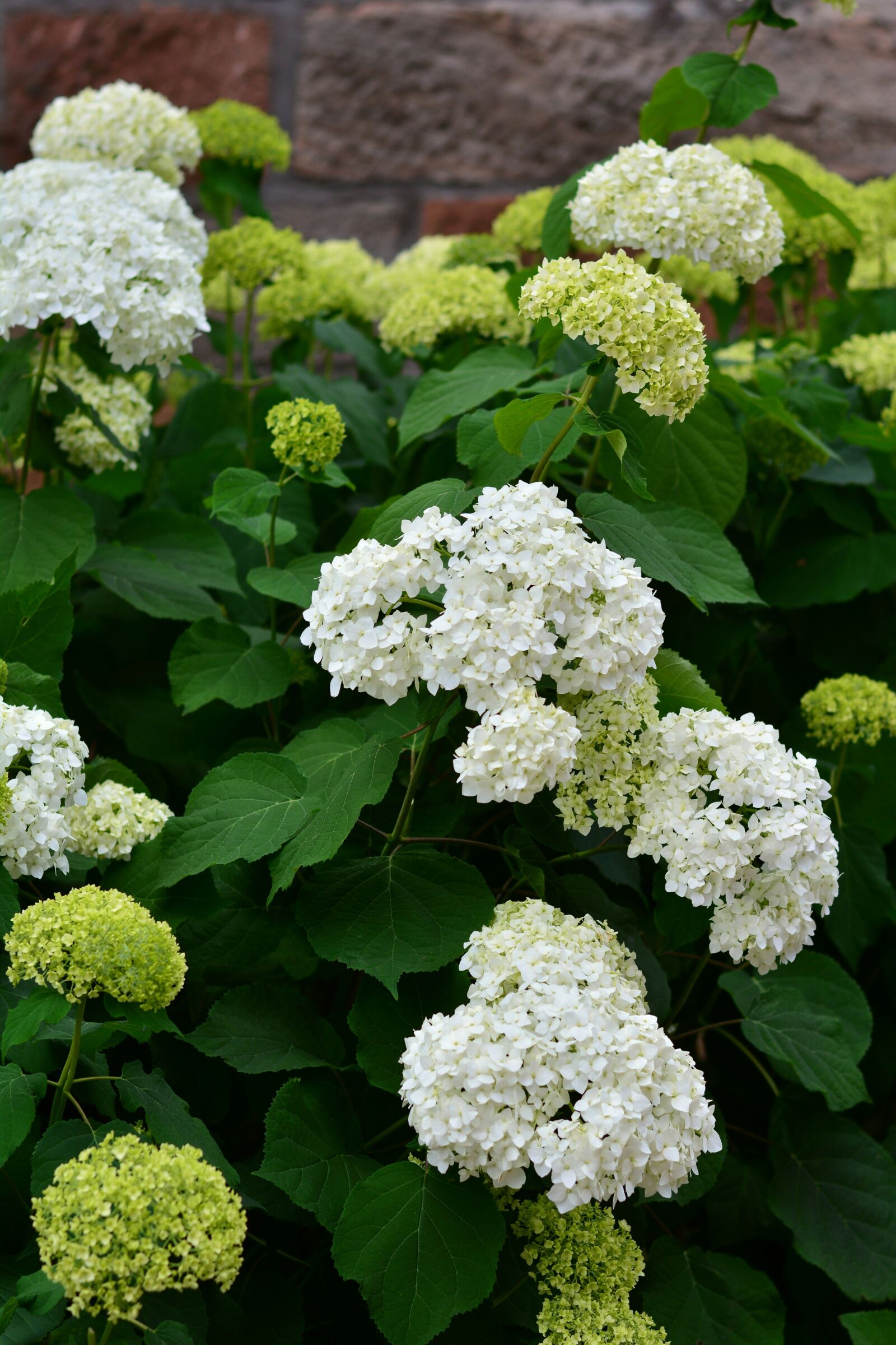 Nikon D5200 sample photo. Hydrangeas, white hydrangea, flowers photography