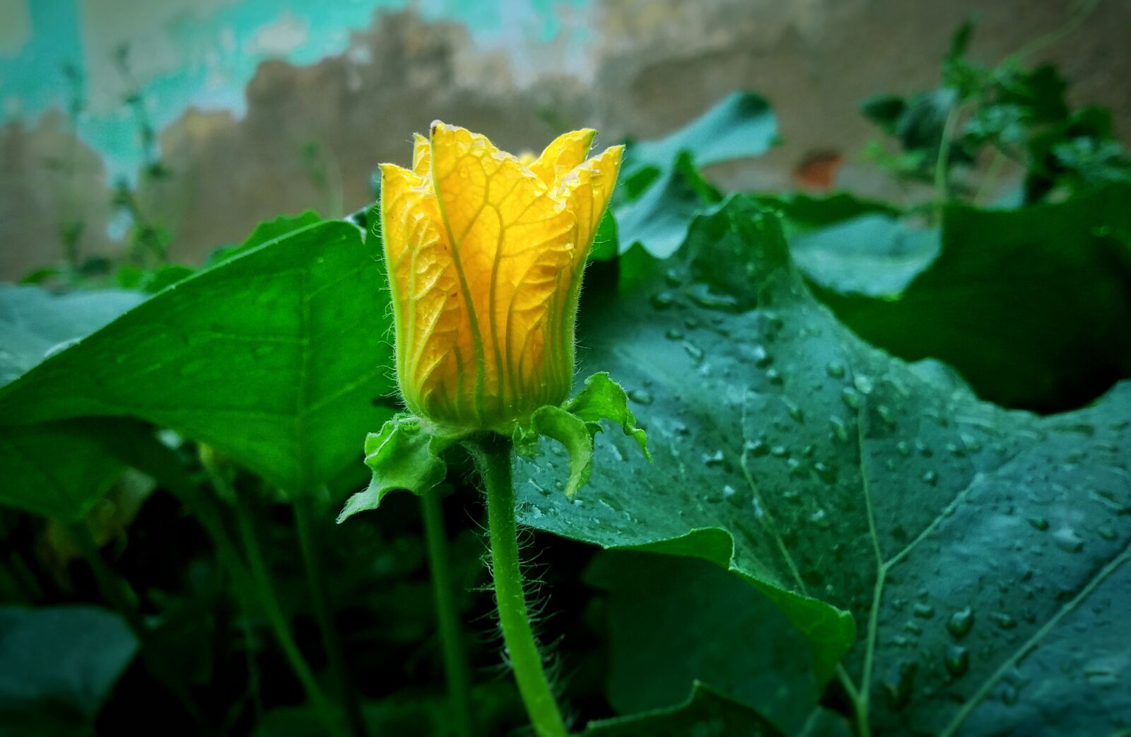 Samsung Galaxy J5 sample photo. Yellow, garden, plant photography